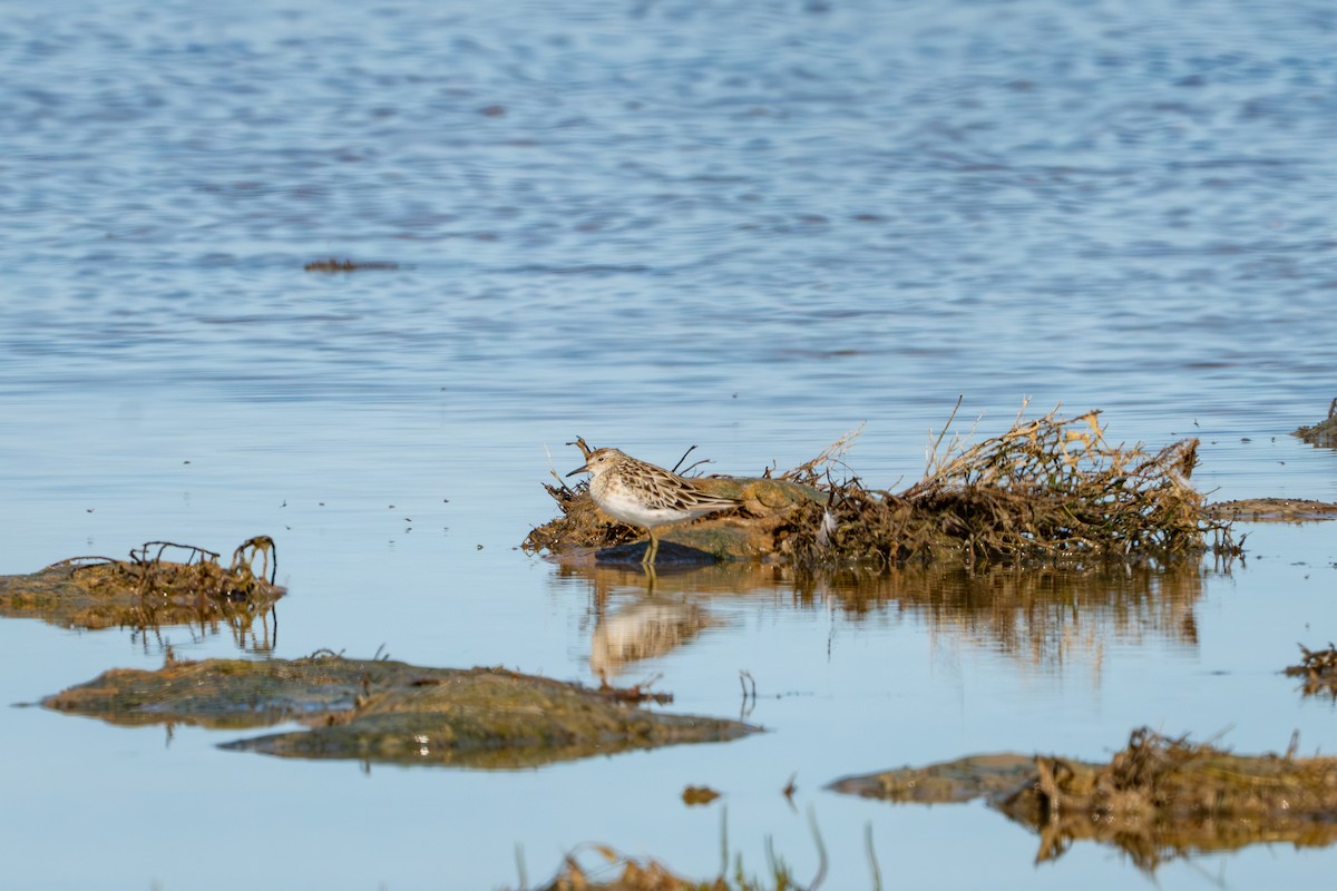 Correlimos Acuminado - ML652165137