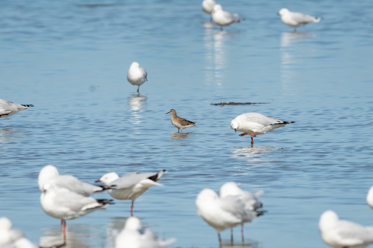 Correlimos Acuminado - ML652165462