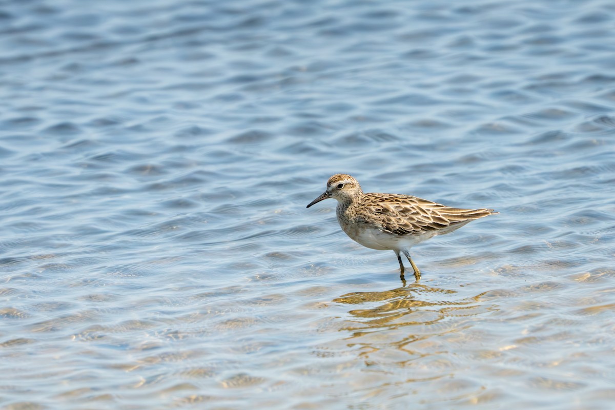 Correlimos Acuminado - ML652165708