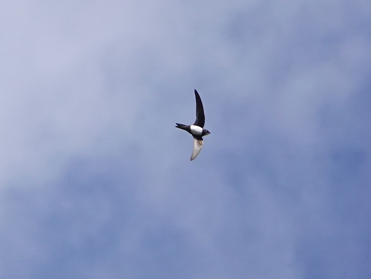 シロハラアマツバメ - ML652165723