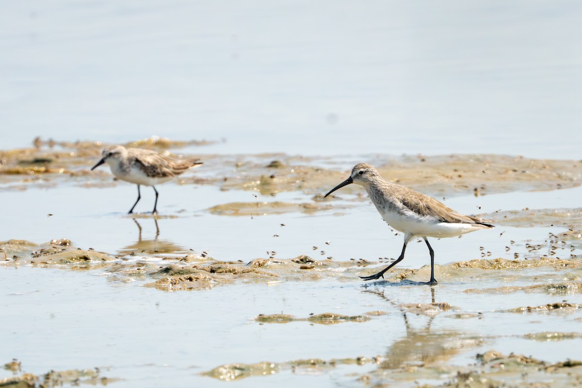 Correlimos Zarapitín - ML652165891