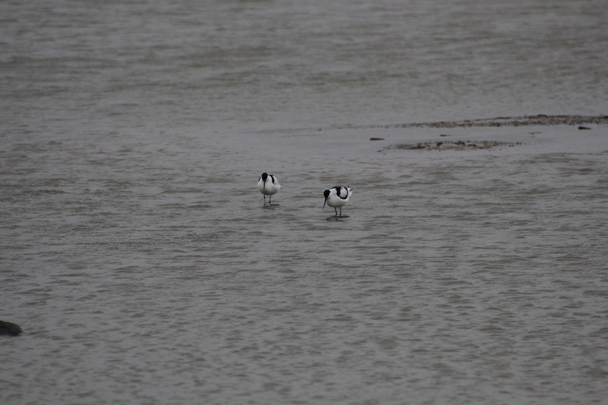 Abozeta kaskabeltza - ML652165938