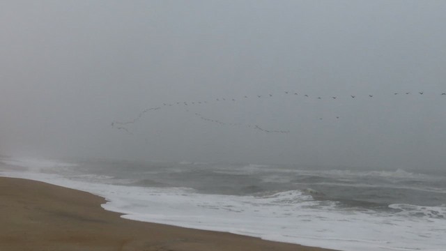 Double-crested Cormorant - ML652166083