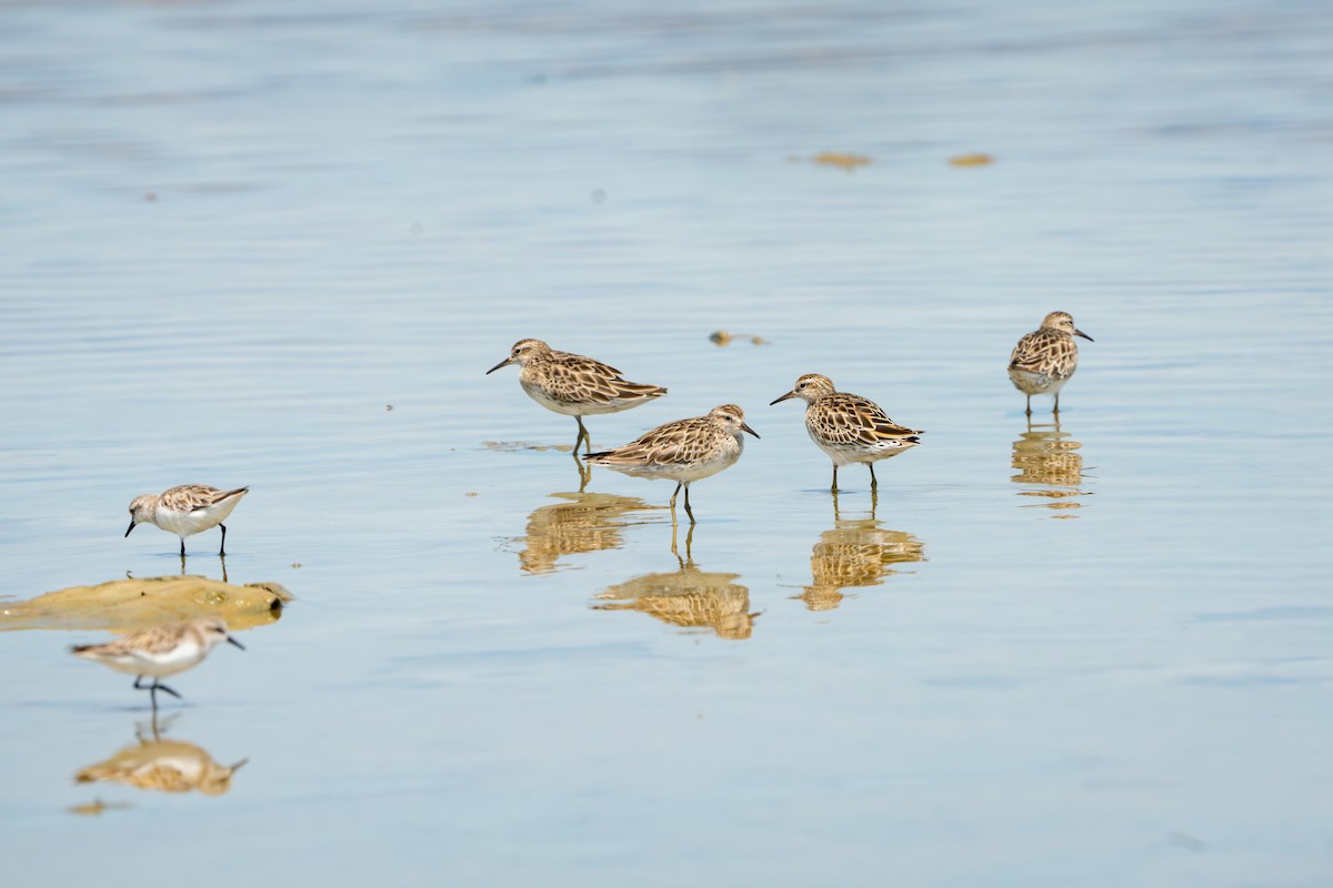 Correlimos Acuminado - ML652166166