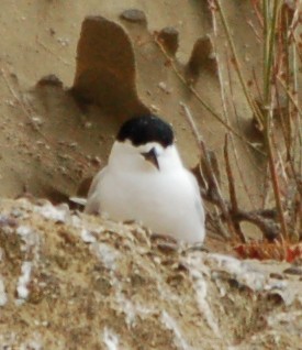 Ak Alınlı Sumru - ML652166284