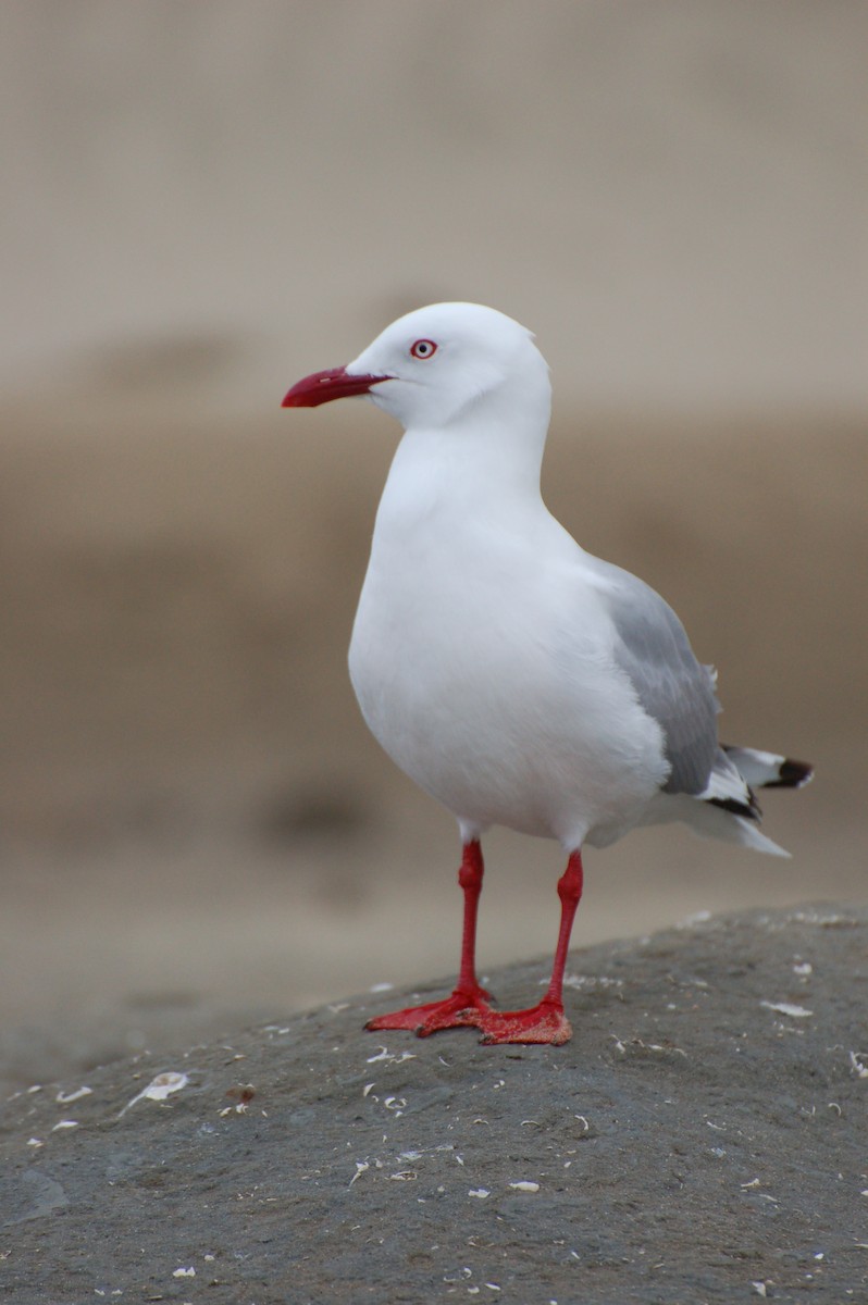 Avustralya Martısı - ML652166386