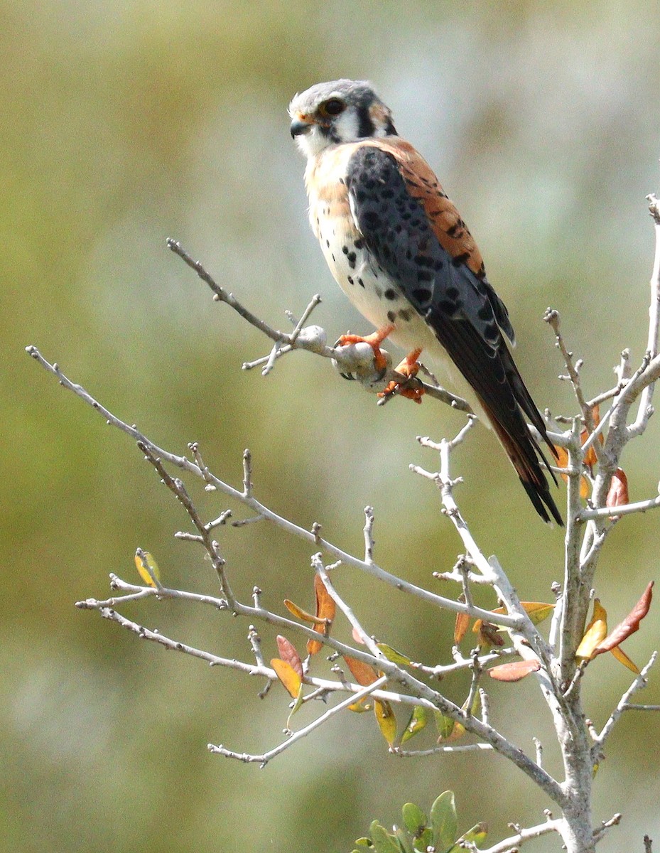 American Kestrel - ML652166433