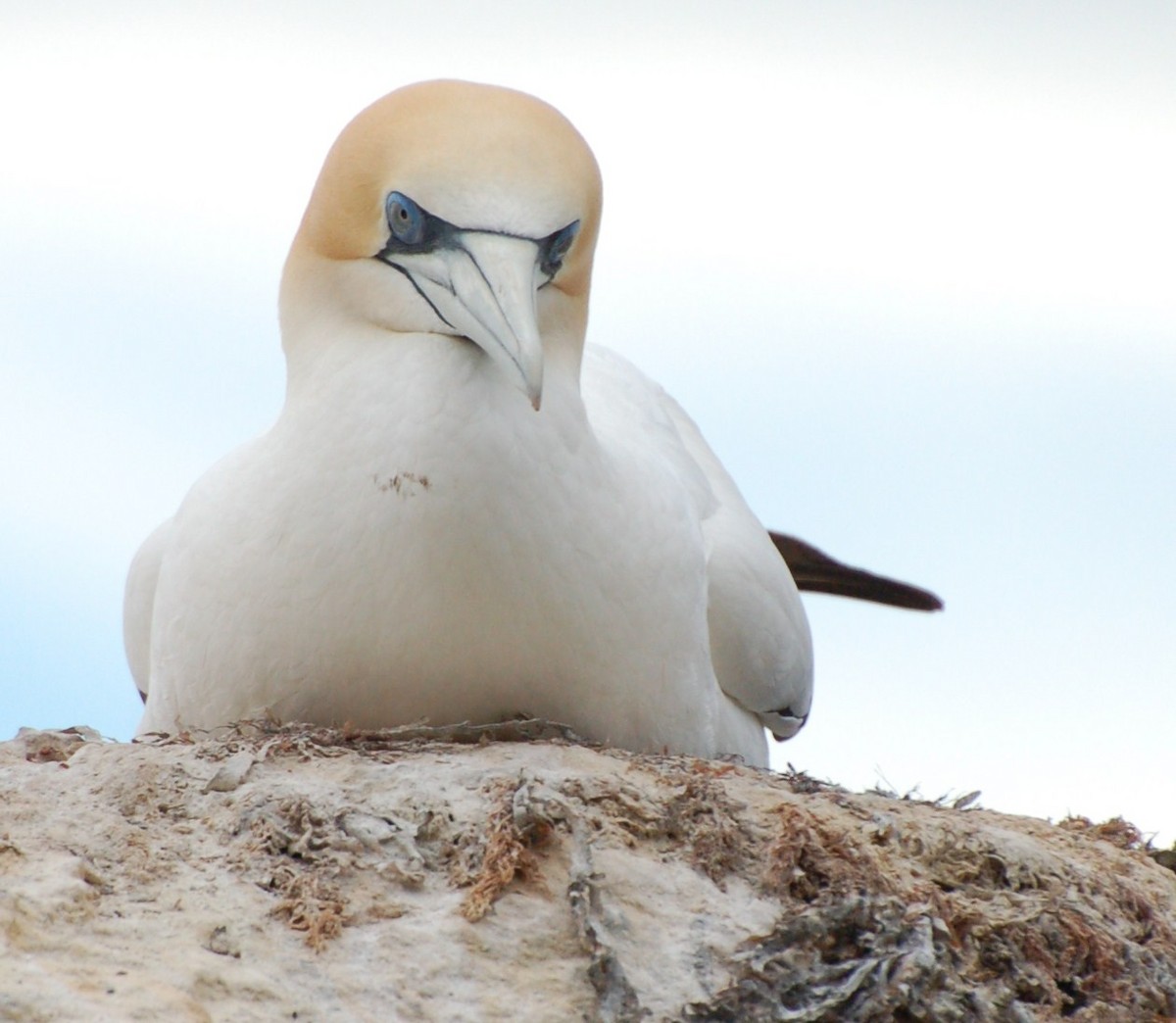 Avustralya Sümsüğü - ML652166491