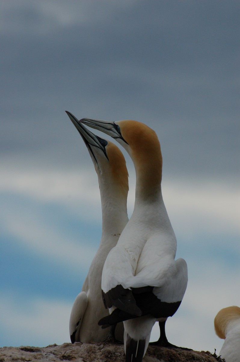 Avustralya Sümsüğü - ML652166517