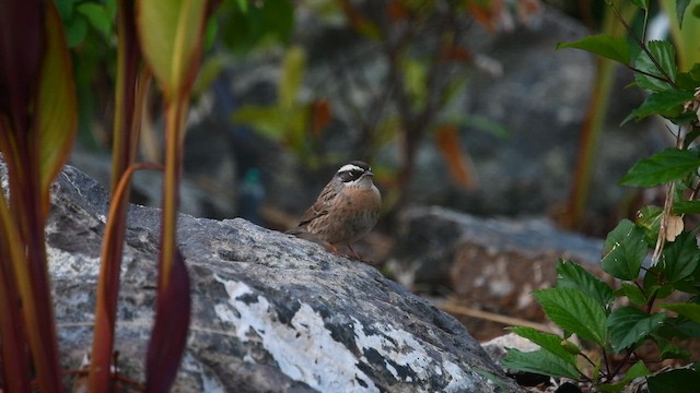 Sürmeli Dağbülbülü (ocularis) - ML652166522