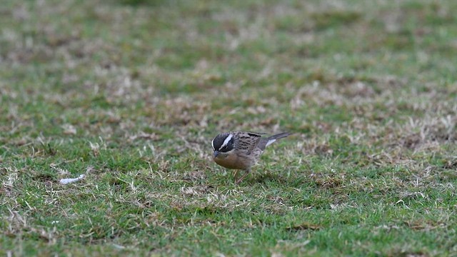 Sürmeli Dağbülbülü (ocularis) - ML652166523