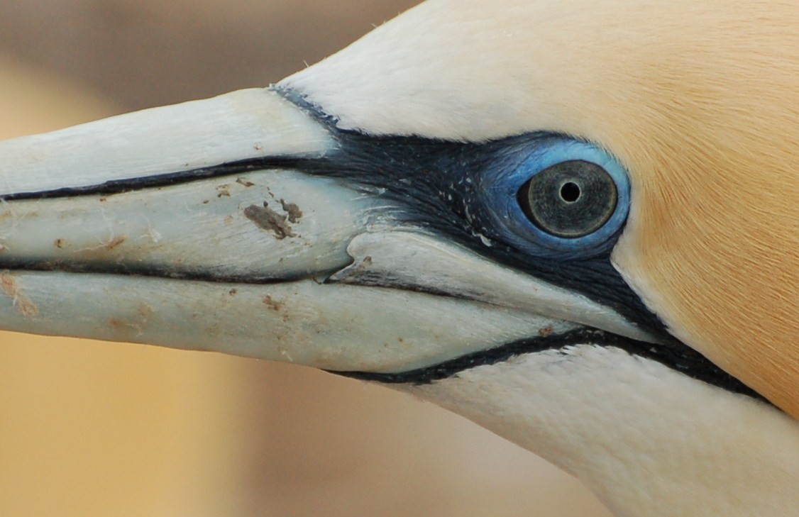 Avustralya Sümsüğü - ML652166524