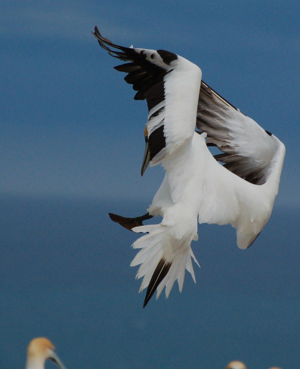 Avustralya Sümsüğü - ML652166536