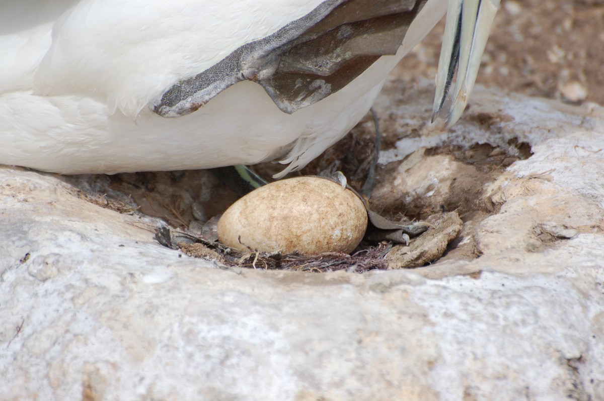 Avustralya Sümsüğü - ML652166548