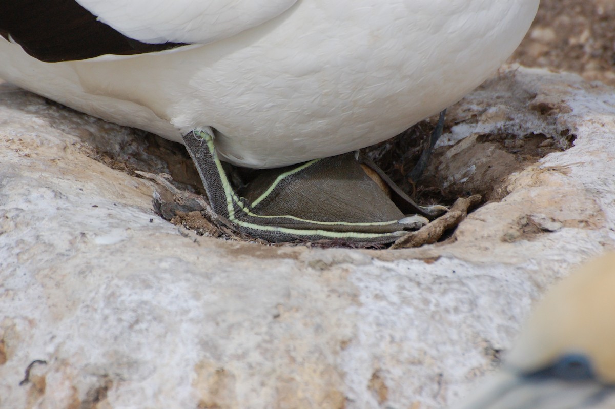 Avustralya Sümsüğü - ML652166554