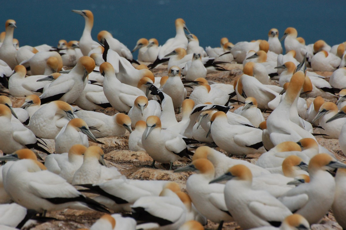 Avustralya Sümsüğü - ML652166585