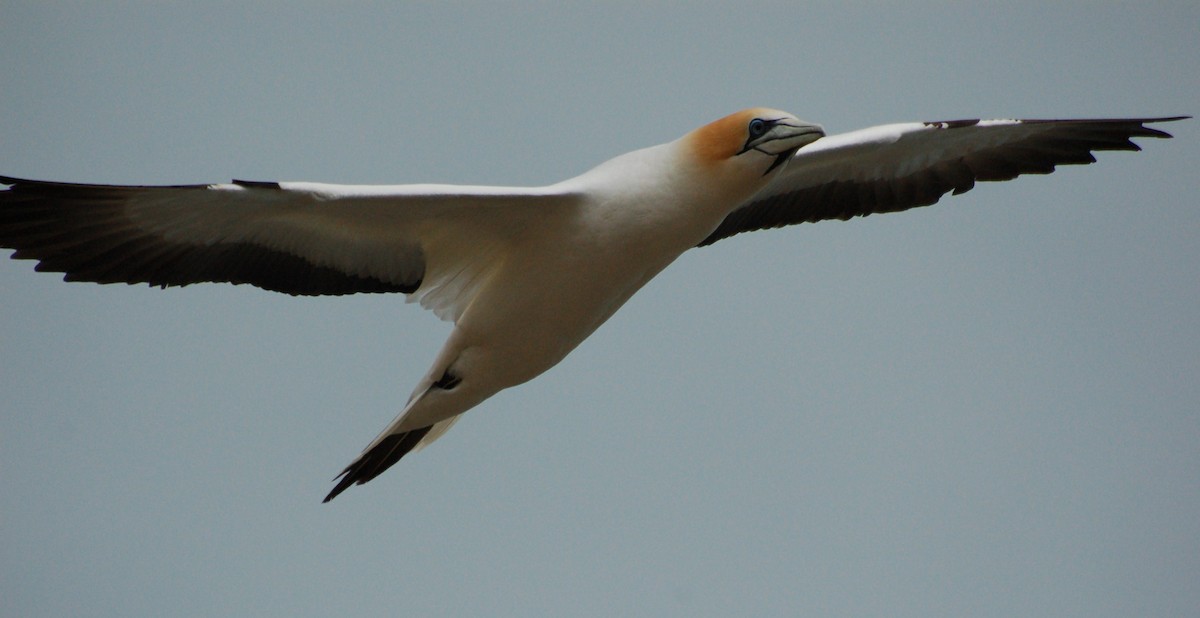 Avustralya Sümsüğü - ML652166606