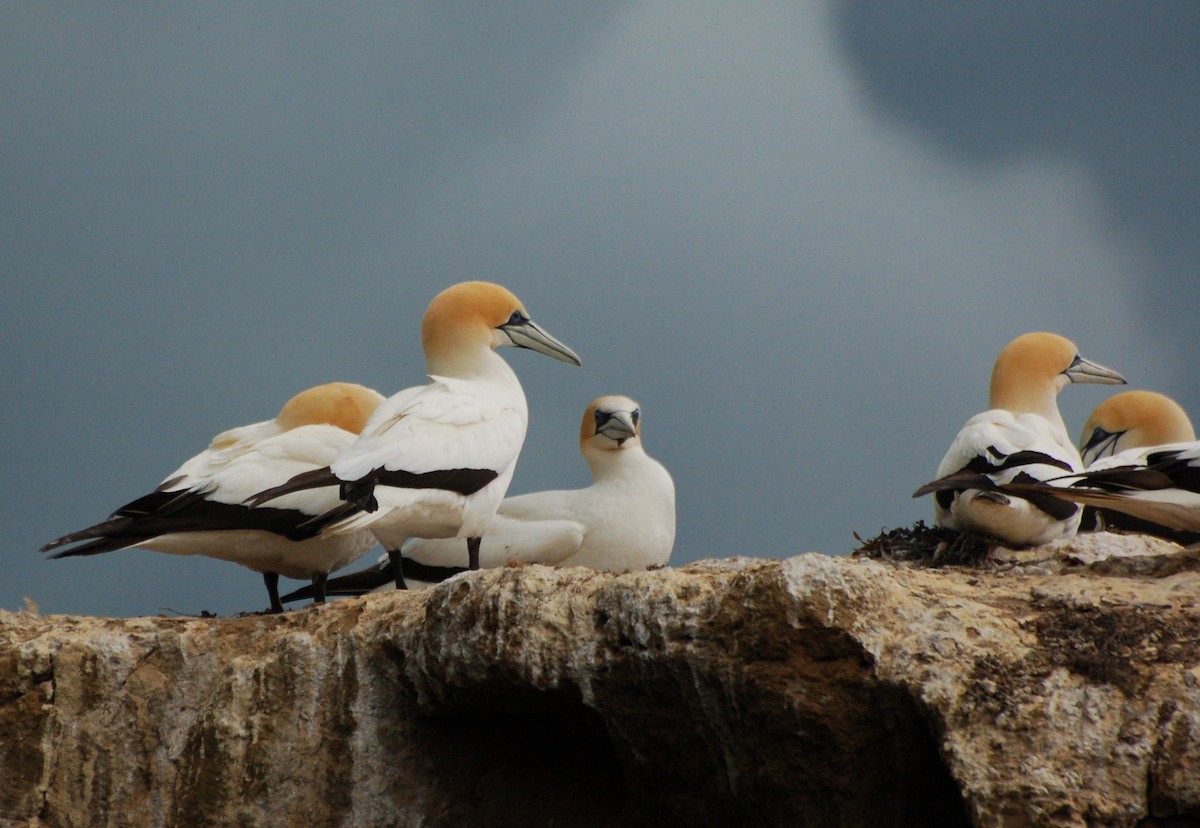 Avustralya Sümsüğü - ML652166613