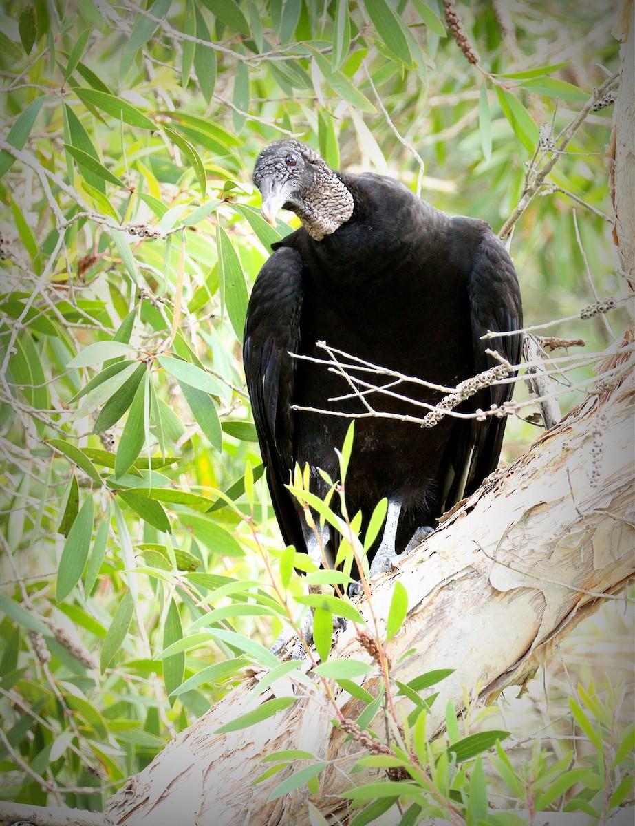 Black Vulture - ML652166619