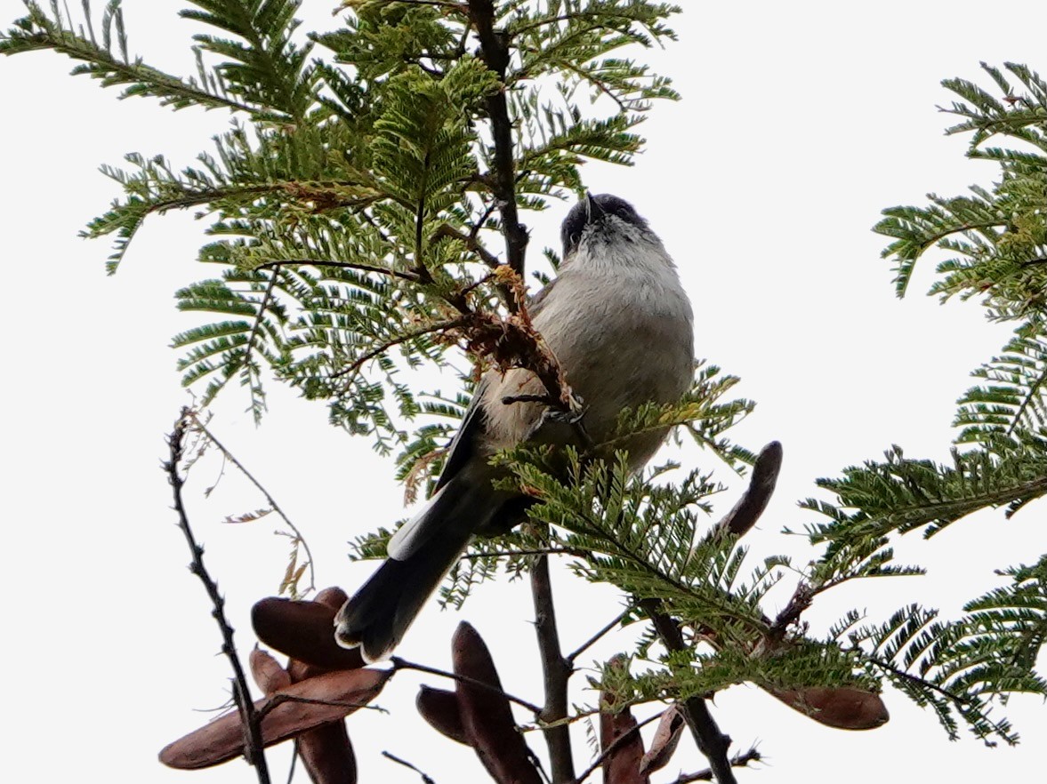 sørgesanger - ML652166676