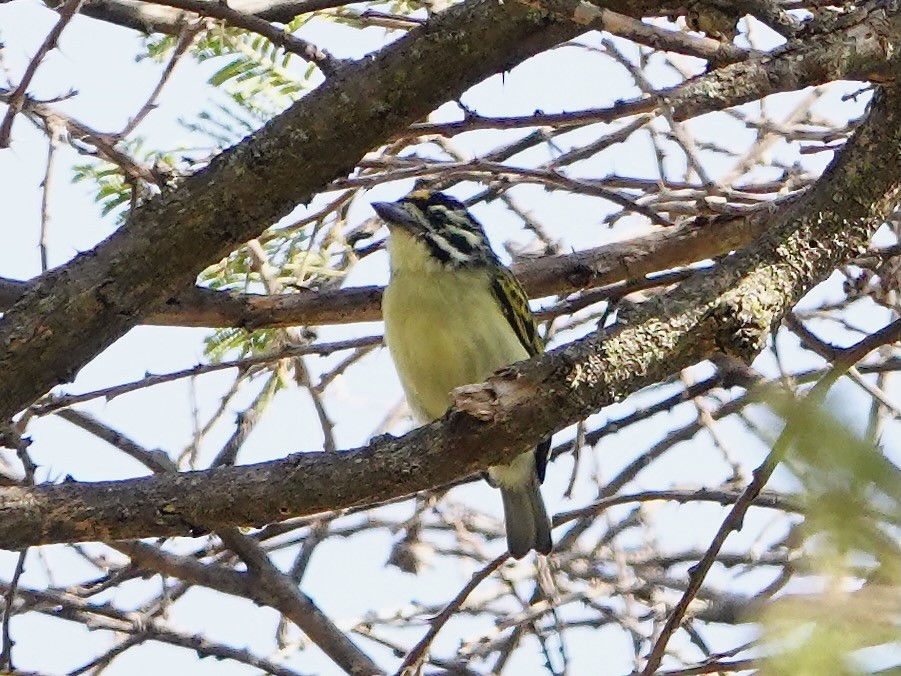 gullpannekobberslager - ML652166690