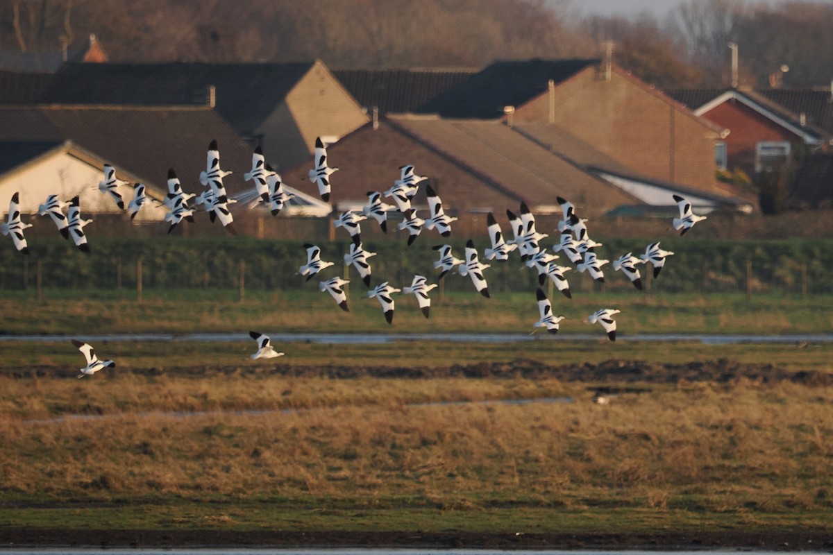 Abozeta kaskabeltza - ML652166692