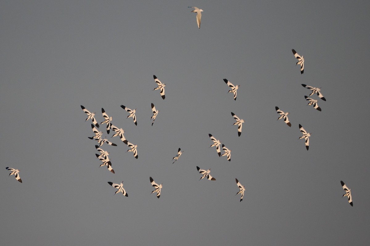 Abozeta kaskabeltza - ML652166703