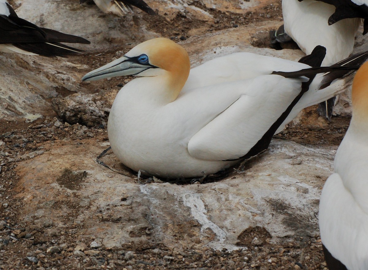 Avustralya Sümsüğü - ML652166723