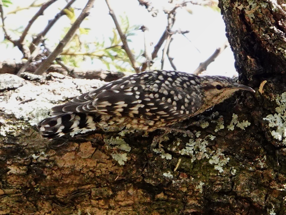 afrikagreinkryper - ML652166732