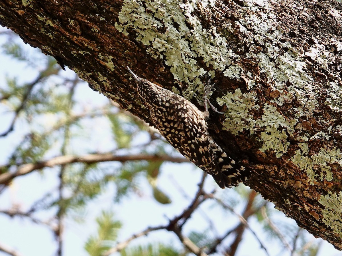 afrikagreinkryper - ML652166733