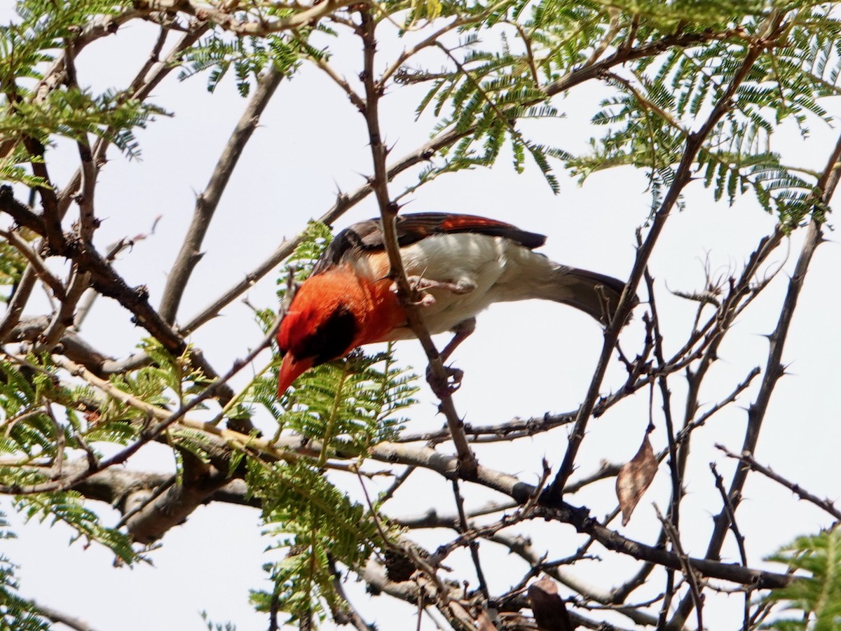 rødhodevever - ML652166744