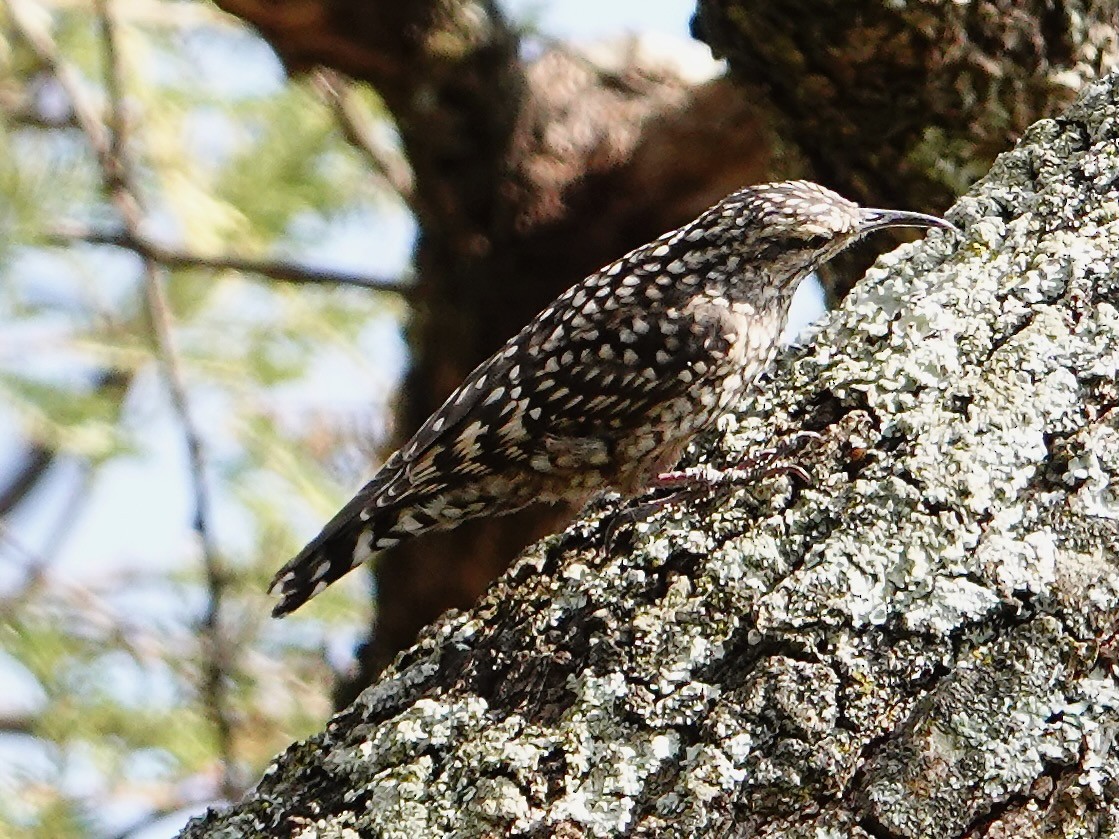 afrikagreinkryper - ML652166762