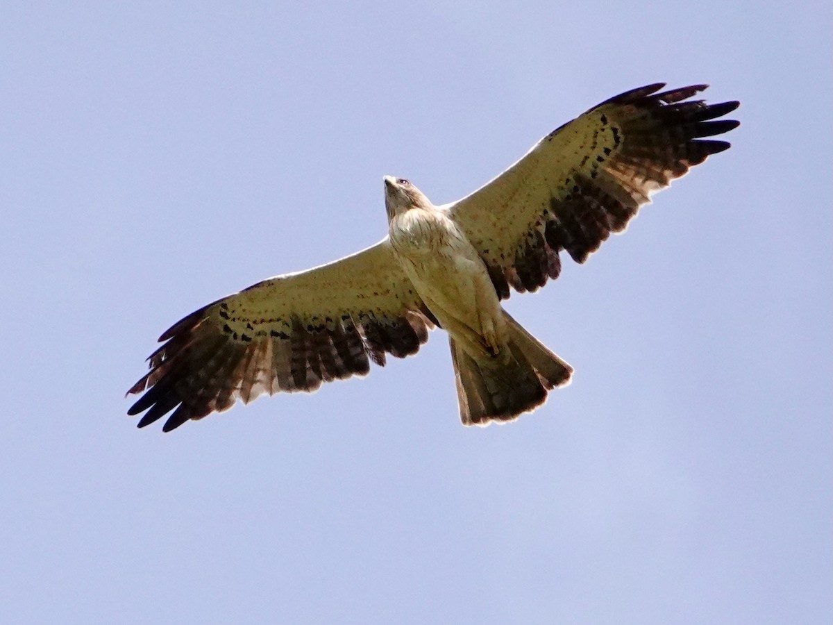 dvergørn - ML652166770