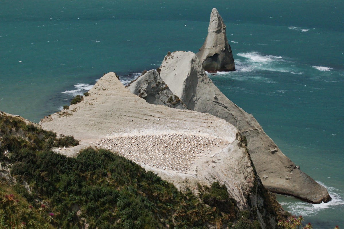 Avustralya Sümsüğü - ML652166771