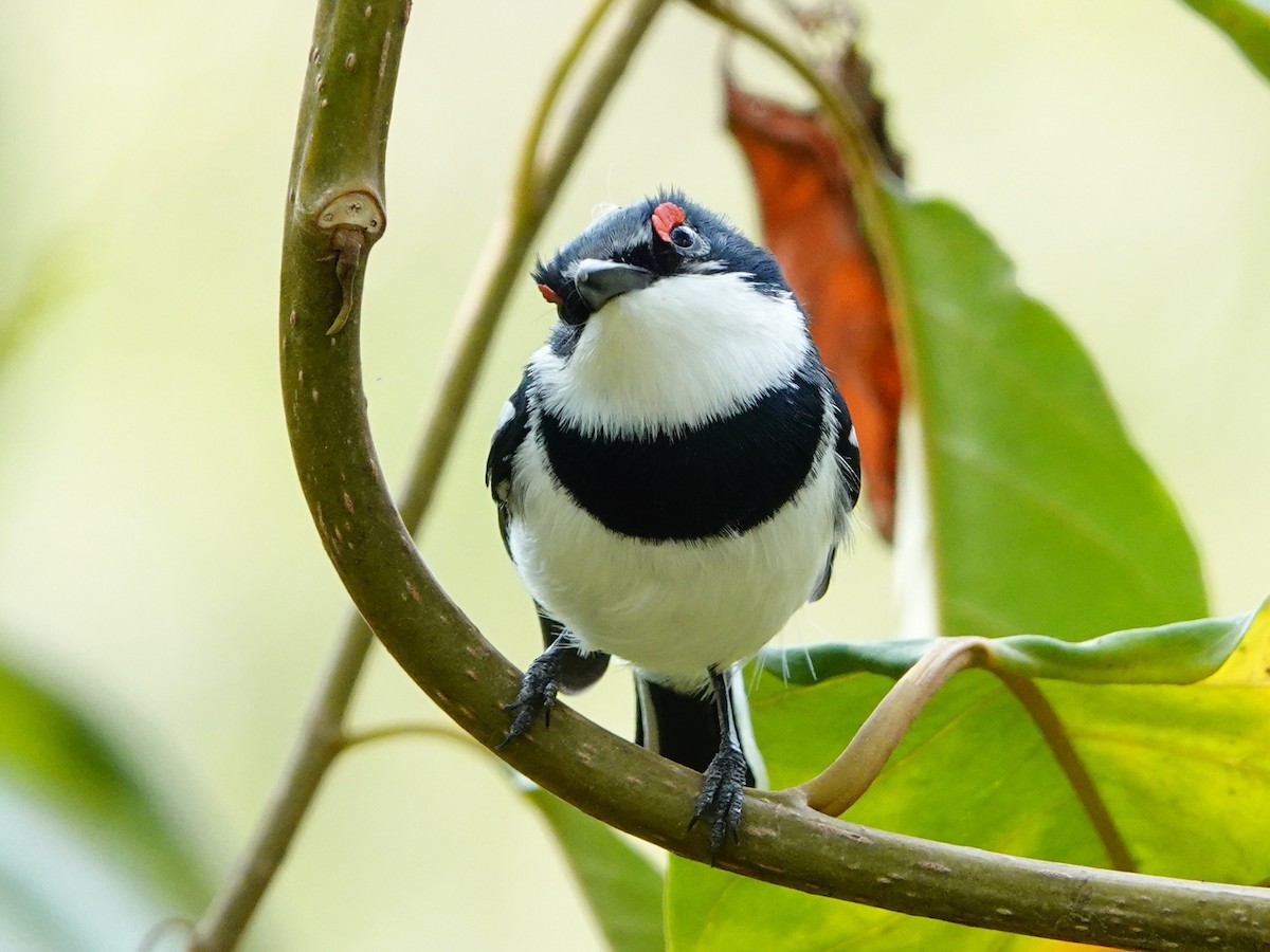 hvitvingepløsøye - ML652166773