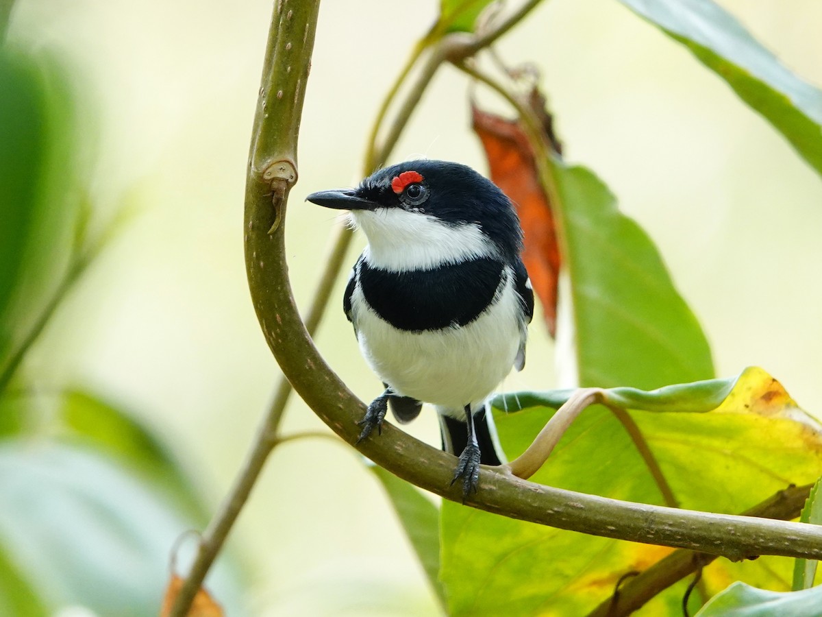 hvitvingepløsøye - ML652166774