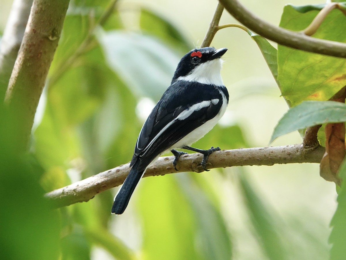 hvitvingepløsøye - ML652166775