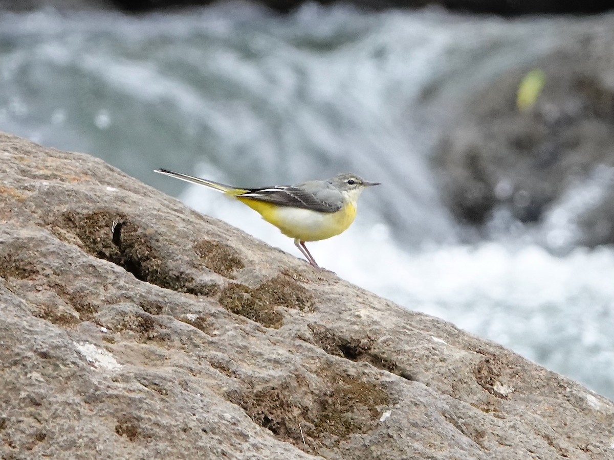 vintererle - ML652166790