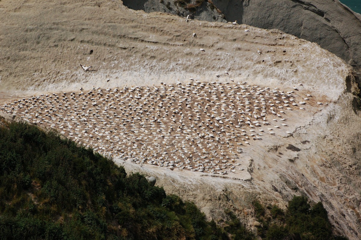 Avustralya Sümsüğü - ML652166810