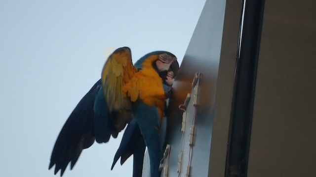 Blue-and-yellow Macaw - ML652166812