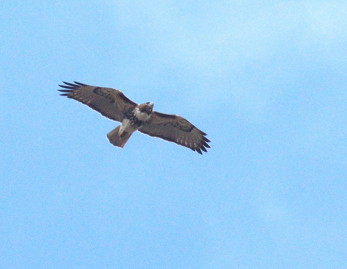 Red-tailed Hawk - ML652166941