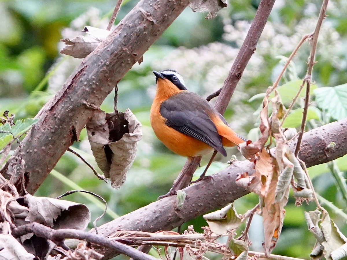 bergtrosteskvett - ML652166989