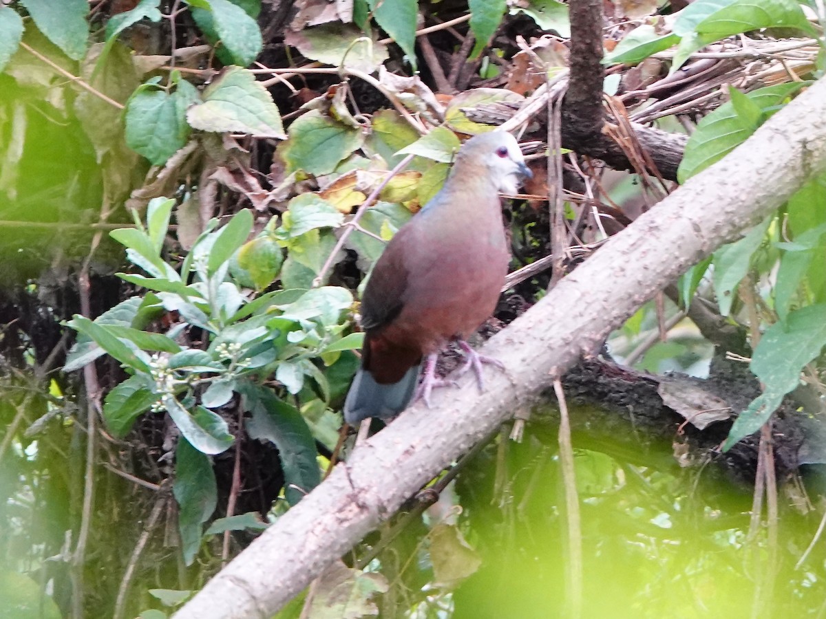 trolldue - ML652167006