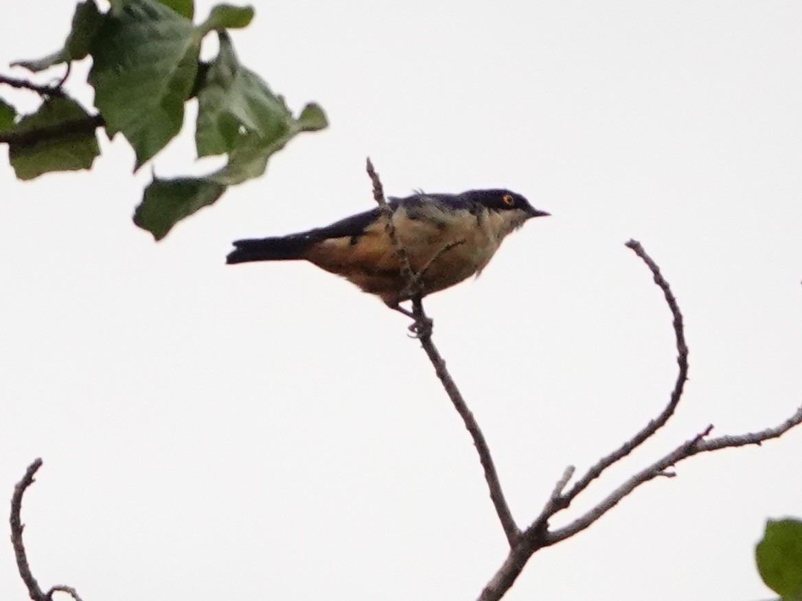 kanelbukstær - ML652167019