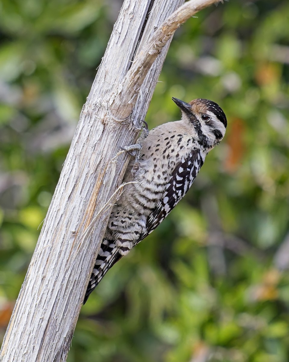 Ladder-backed Woodpecker - ML652167075