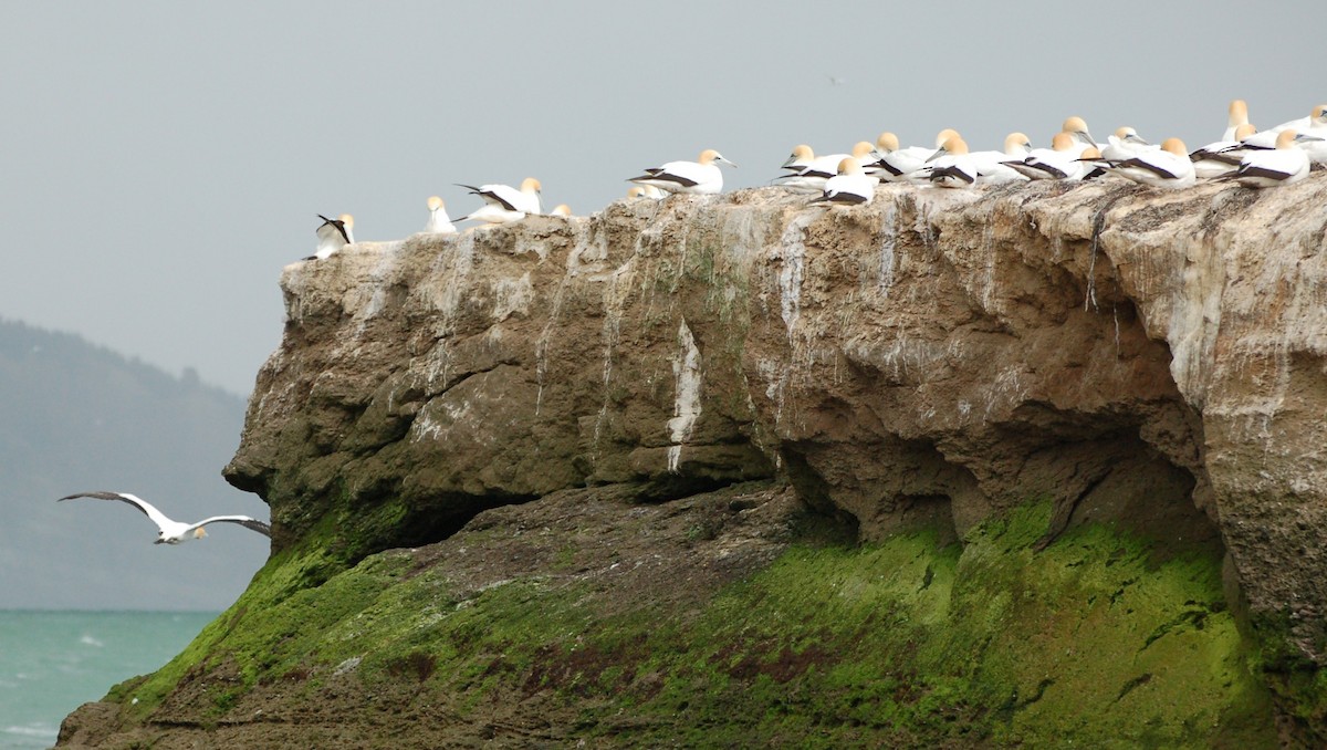 Avustralya Sümsüğü - ML652167373