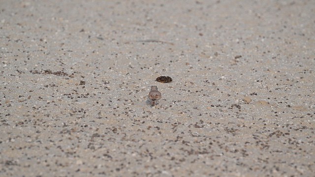 Temminck's Lark - ML652167377