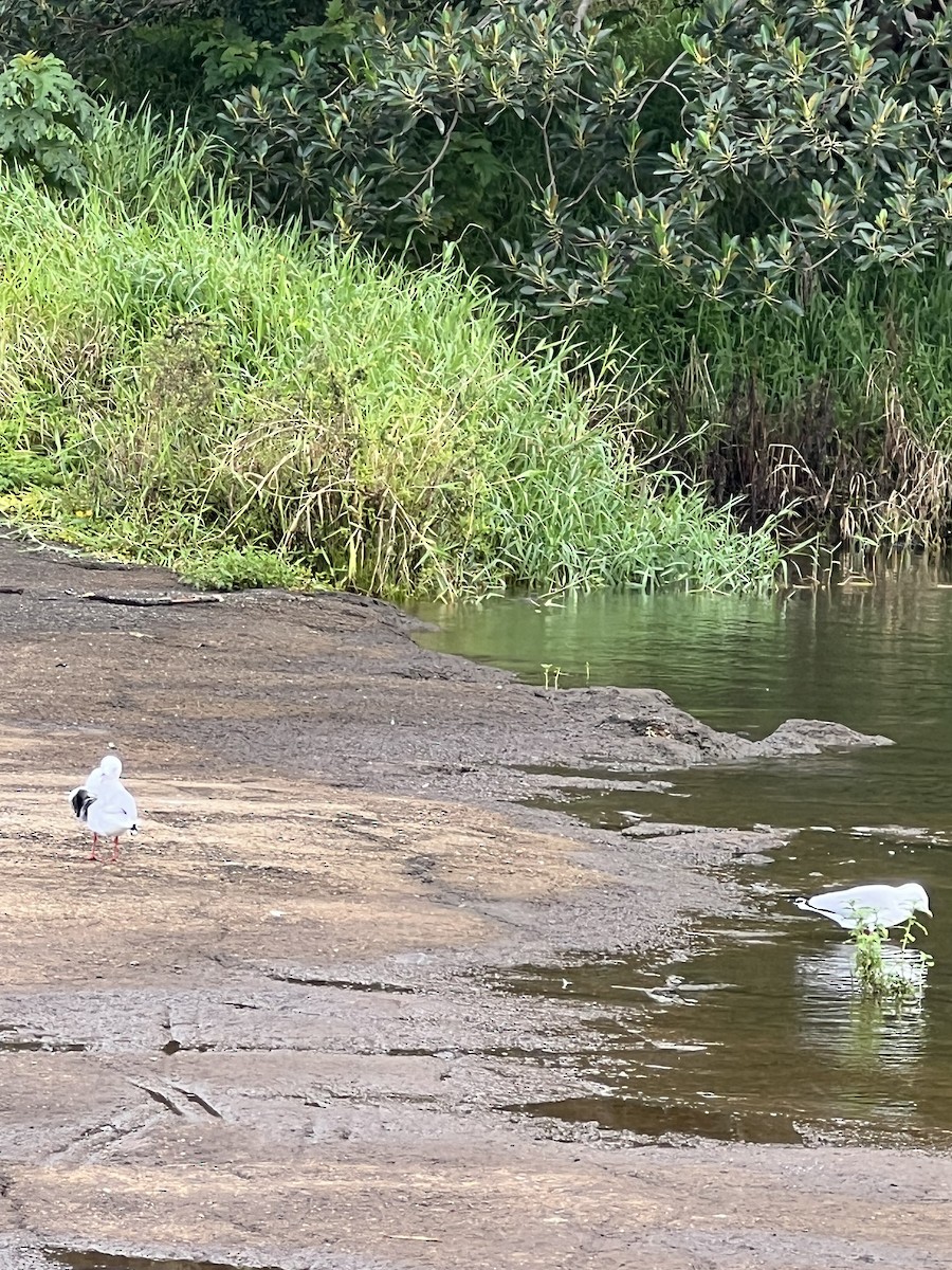 racek australský - ML652167764