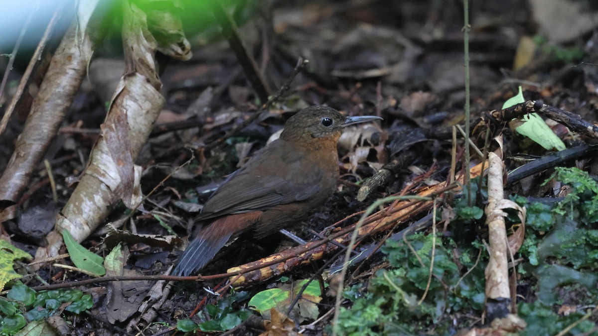 Tirahojas Mexicano - ML652167769