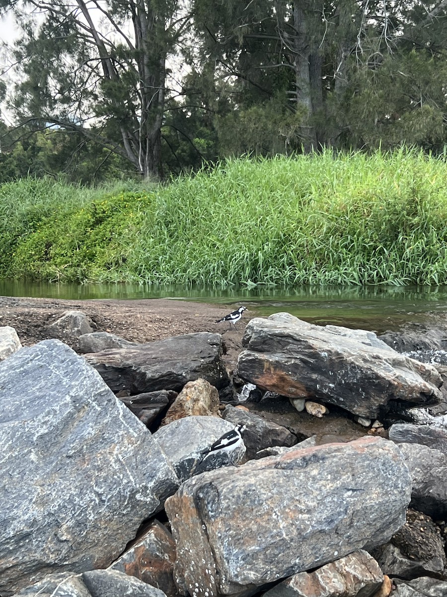 Magpie-lark - ML652167778